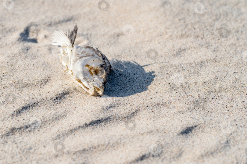 Скачать высушенный рыбий скелет, лежащий на песке фотосток Ozero