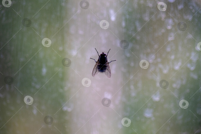 Скачать Большая симпатичная толстая пушистая муха на грязном оконном стекле фотосток Ozero