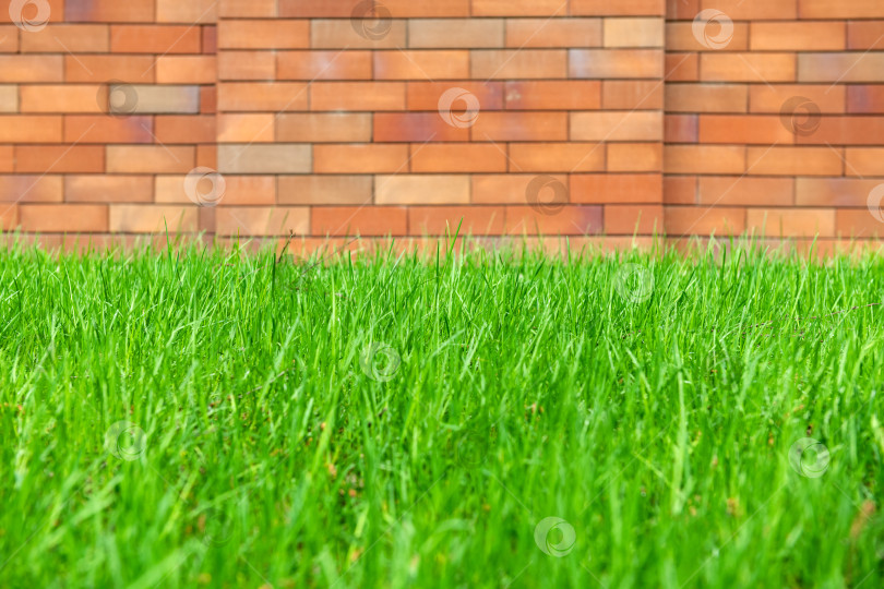Скачать Весенняя зеленая трава на фоне кирпичной стены. Фон фотосток Ozero
