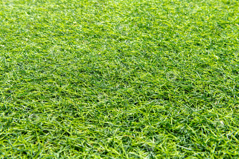 Скачать Фон из зеленой травы или естественная текстура стен. Идеально подходит для использования в дизайне помещений. фотосток Ozero