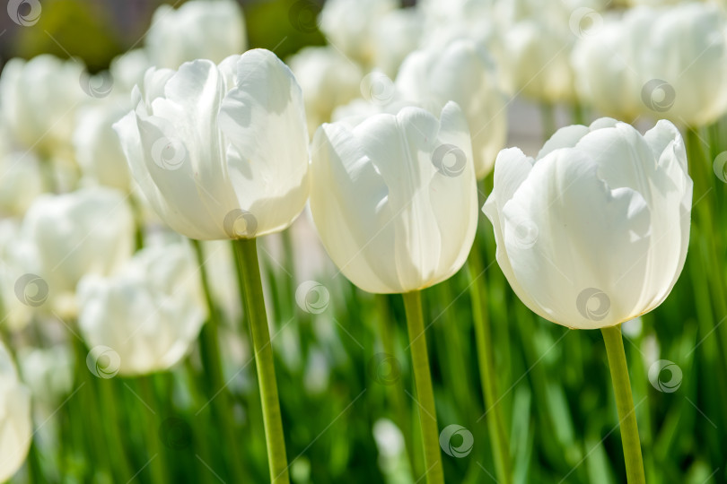 Скачать Красивые белые тюльпаны на клумбе крупным планом. Цветочный фон. Ландшафтный дизайн летнего сада. фотосток Ozero