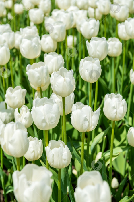 Скачать Красивая клумба с белыми тюльпанами крупным планом. Цветочный фон. Ландшафтный дизайн летнего сада. фотосток Ozero