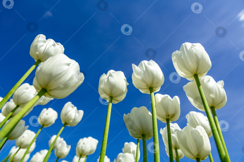 Скачать Белые тюльпаны в цветнике в солнечный день на фоне голубого неба. фотосток Ozero