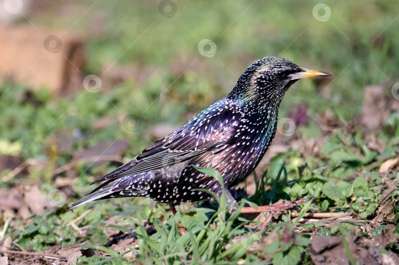 Скачать Привычный скворец Sturnus vulgaris фотосток Ozero