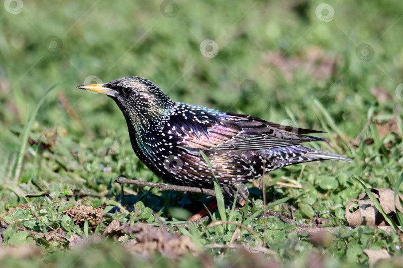 Скачать Привычный скворец Sturnus vulgaris фотосток Ozero