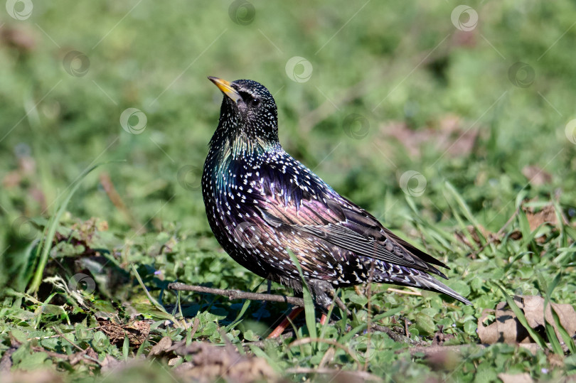 Скачать Привычный скворец Sturnus vulgaris фотосток Ozero