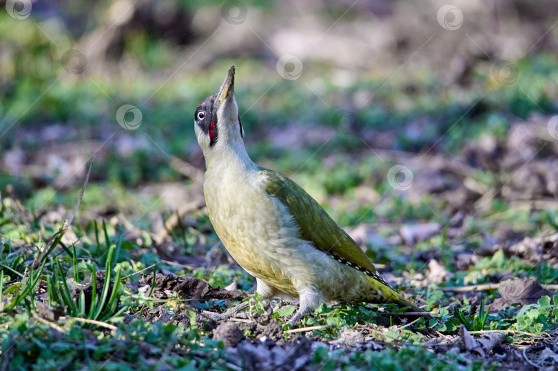 Скачать Европейский зеленый ребенок Picus viridis фотосток Ozero