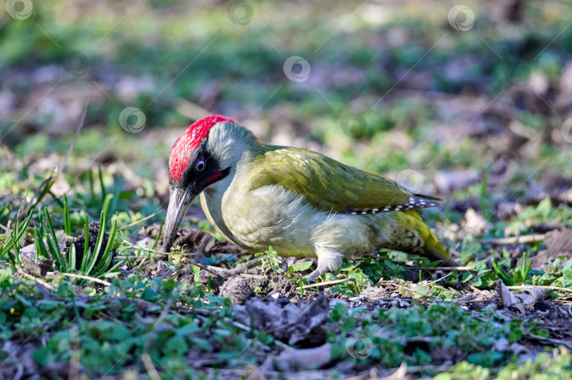 Скачать Европейский зеленый ребенок Picus viridis фотосток Ozero