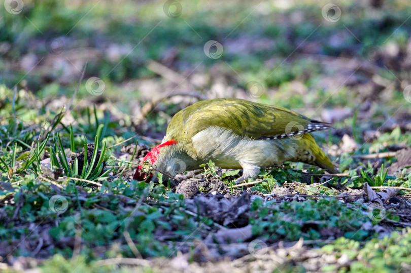 Скачать Европейский зеленый ребенок Picus viridis фотосток Ozero