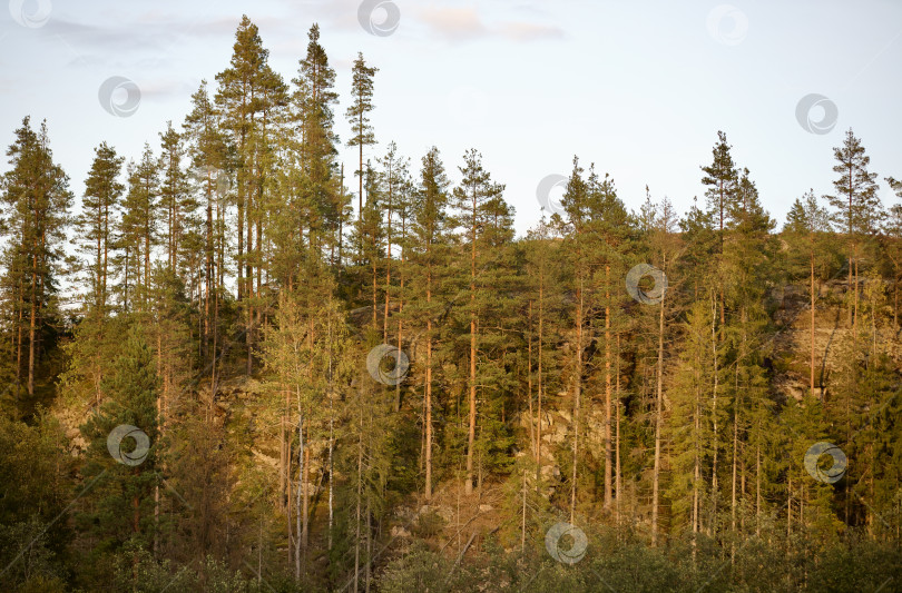 Скачать Осенний лес в Карелии на холме, горе в лучах яркого заходящего солнц фотосток Ozero