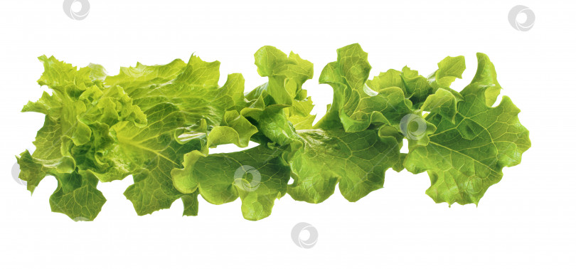 Скачать Изолированный свежий зеленый салат фотосток Ozero