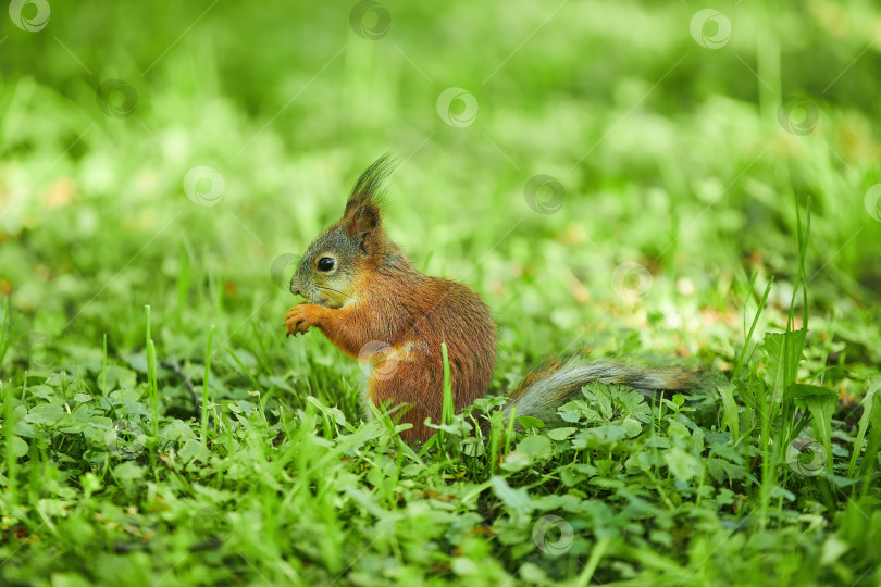 Скачать Рыжая белка сидит на зеленой траве фотосток Ozero