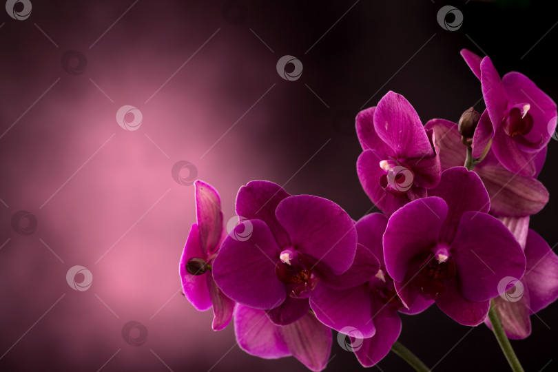 Скачать Орхидея на темном размытом фоне фотосток Ozero
