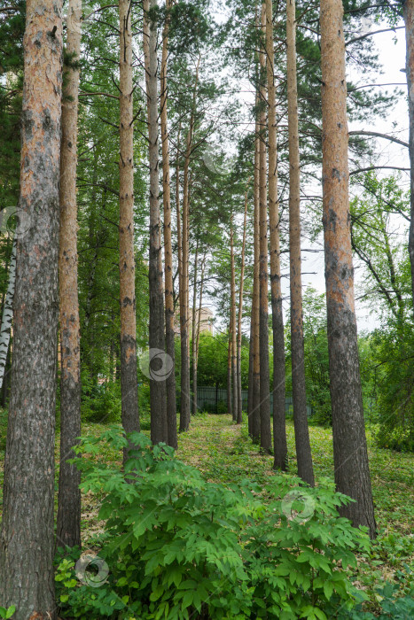 Скачать высокие деревья в лесу фотосток Ozero