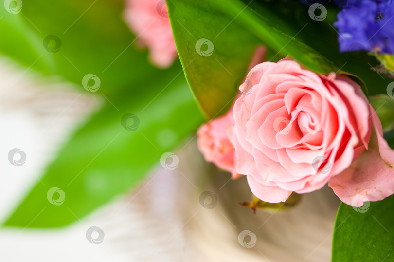 Скачать Крупным планом красивая свежая ароматная розовая роза фотосток Ozero