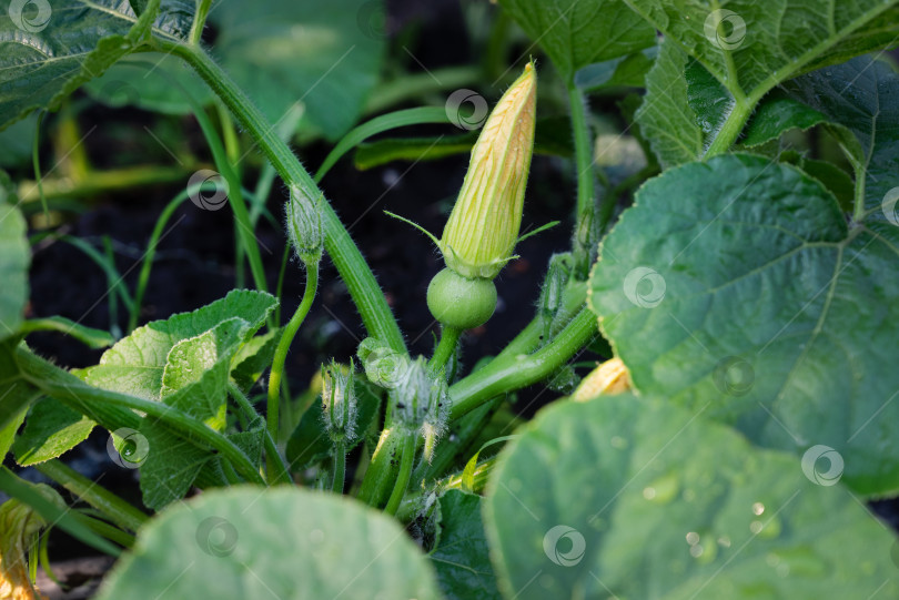 Скачать Круглые цукини из Ниццы в эко-саду, cucurbita pepo фотосток Ozero