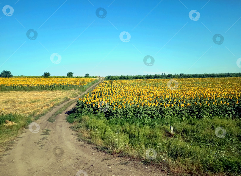 Скачать Подсолнухи в поле фотосток Ozero