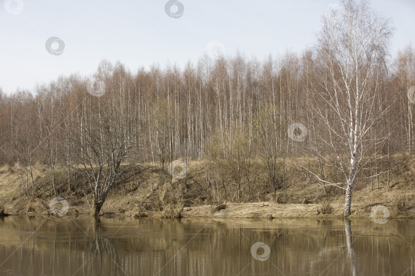 Скачать Река Которосль с обрывистыми берегами ранней весной на фоне леса. фотосток Ozero