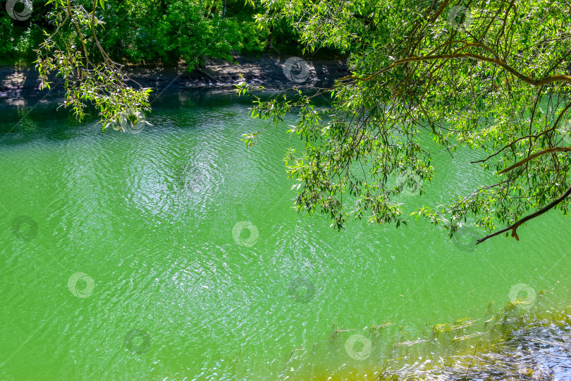 Скачать ветви над водой фотосток Ozero