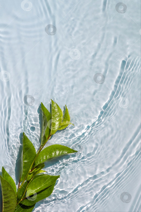 Скачать Натуральное растение на прозрачной поверхности воды фотосток Ozero