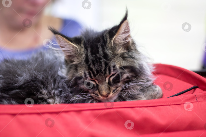 Скачать Портрет котенка породы Мэн крупным планом дома фотосток Ozero