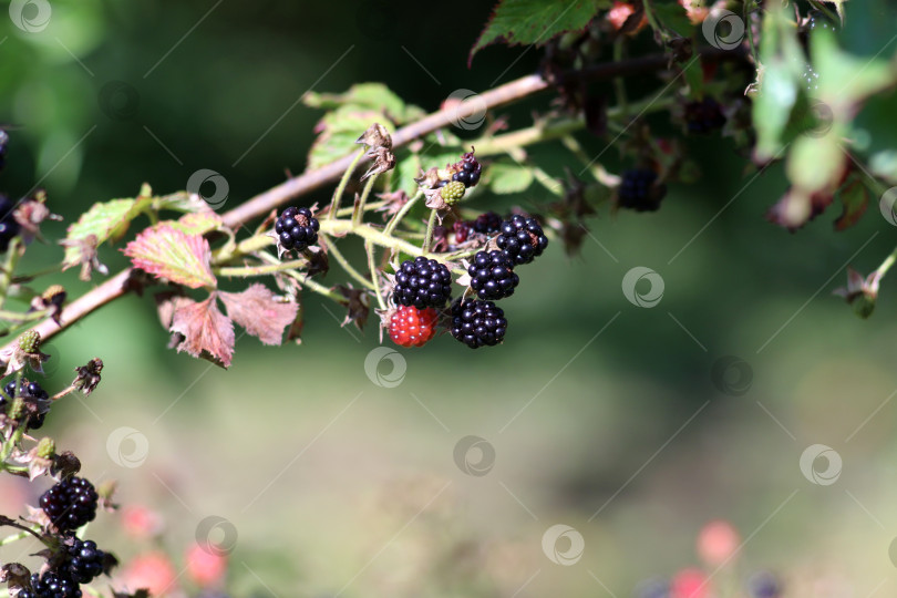 Скачать Спелые и незрелые ягоды ежевики на кусте фотосток Ozero