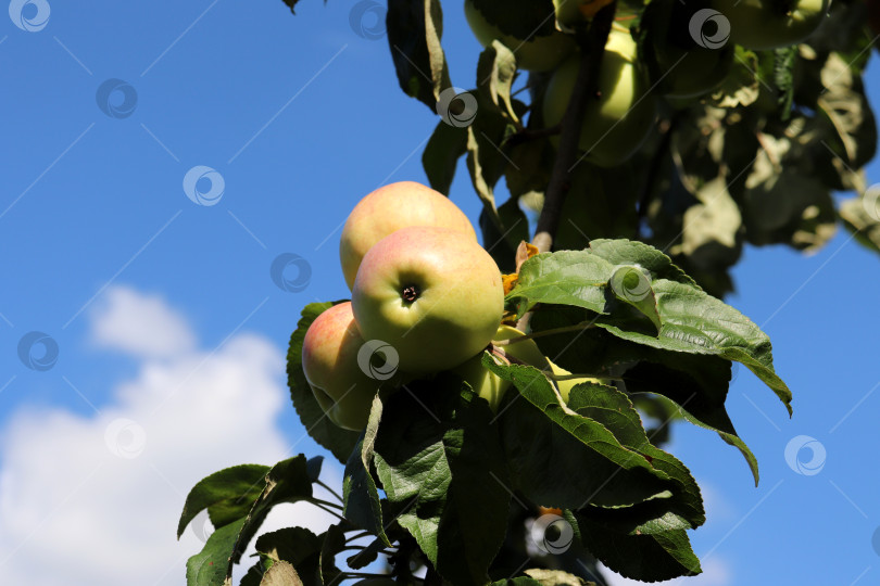Скачать Спелые яблоки сорта Сергиана на ветке на фоне голубого неба фотосток Ozero