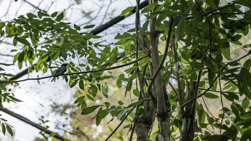 Скачать Крошечная колибри Mellisuga helenae сидела на ветке дерева. фотосток Ozero