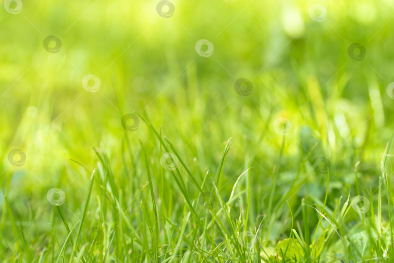 Скачать зеленая трава, крупный план фотосток Ozero