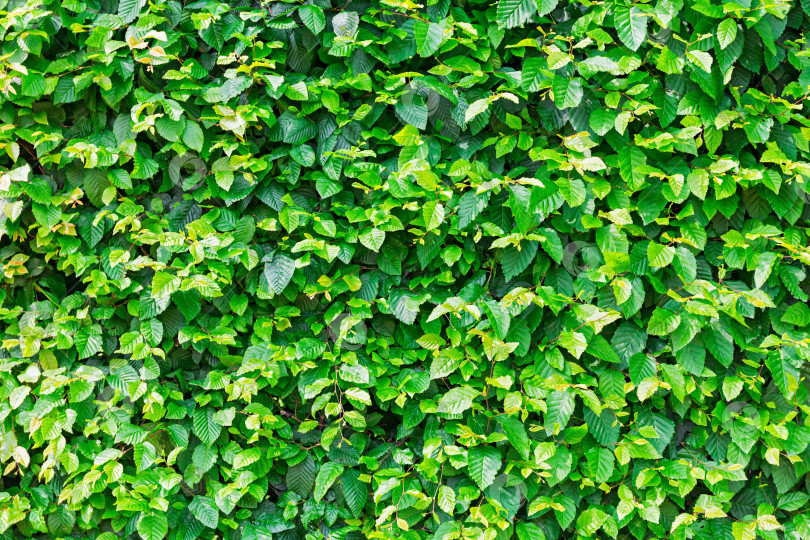 Скачать Живая изгородь из натуральных зеленых листьев фотосток Ozero