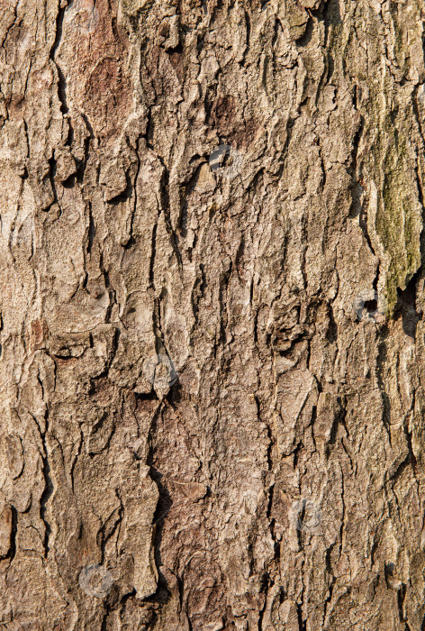 Скачать Натуральная кора дерева фотосток Ozero