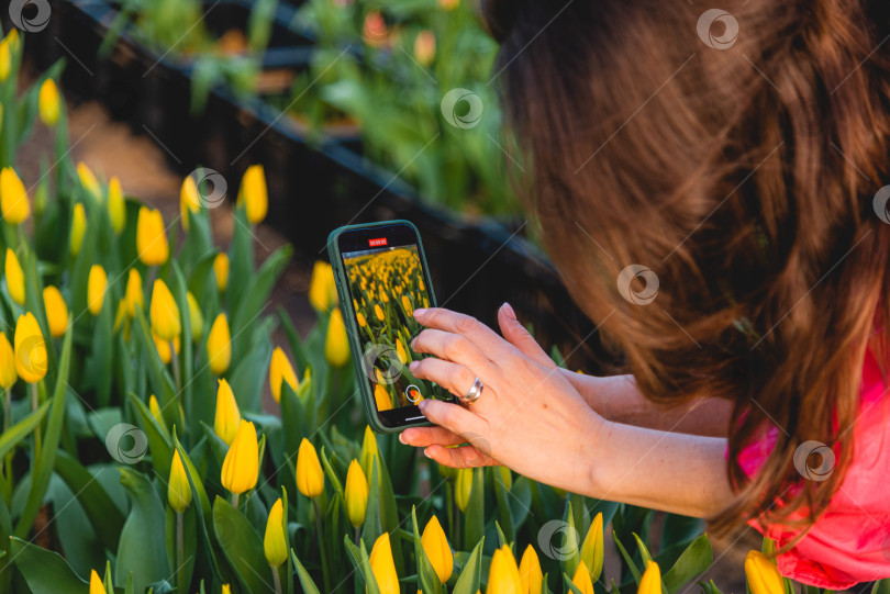 Скачать Тюльпаны фотосток Ozero