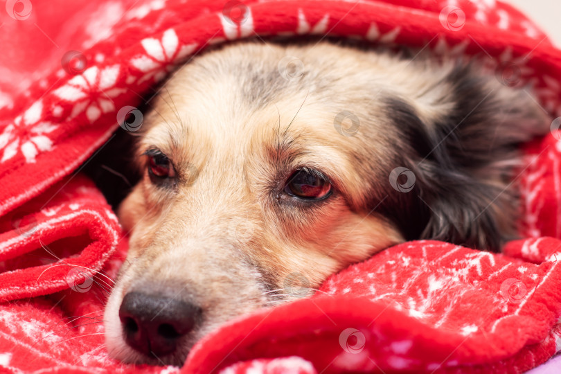 Скачать Собака лежит в красной новогодней шапке фотосток Ozero