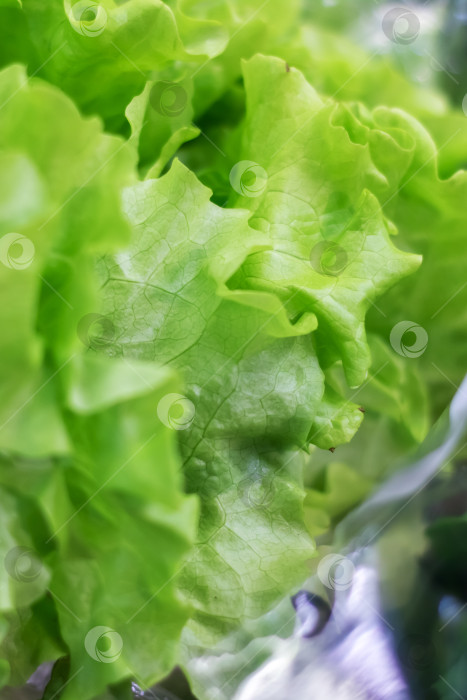 Скачать Листья зеленого салата в целлофановой упаковке крупным планом фотосток Ozero