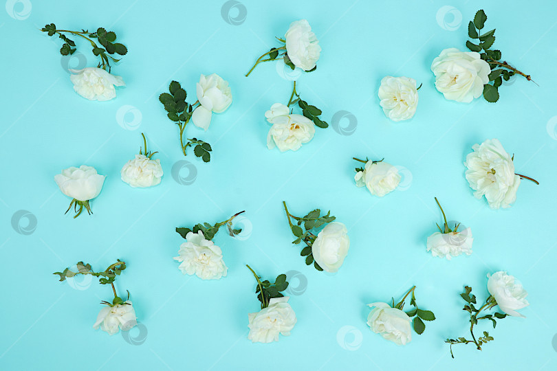Скачать Красивые белые розы на светлом фоне, узор. шаблон для оформления.Абстрактная цветочная композиция, концепция hello spring,натюрморт с цветами для праздника фотосток Ozero