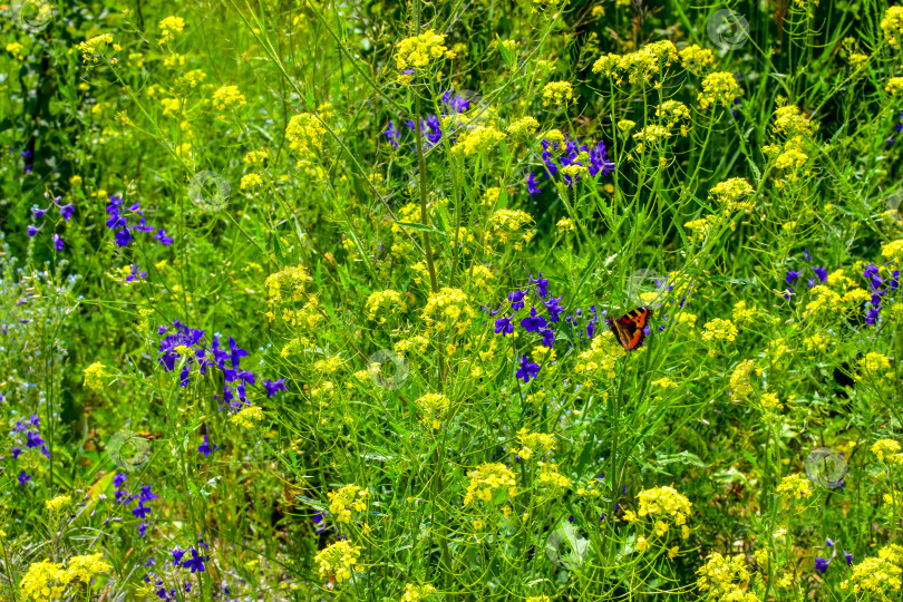 Скачать Бабочка крапивница среди луговых цветов фотосток Ozero