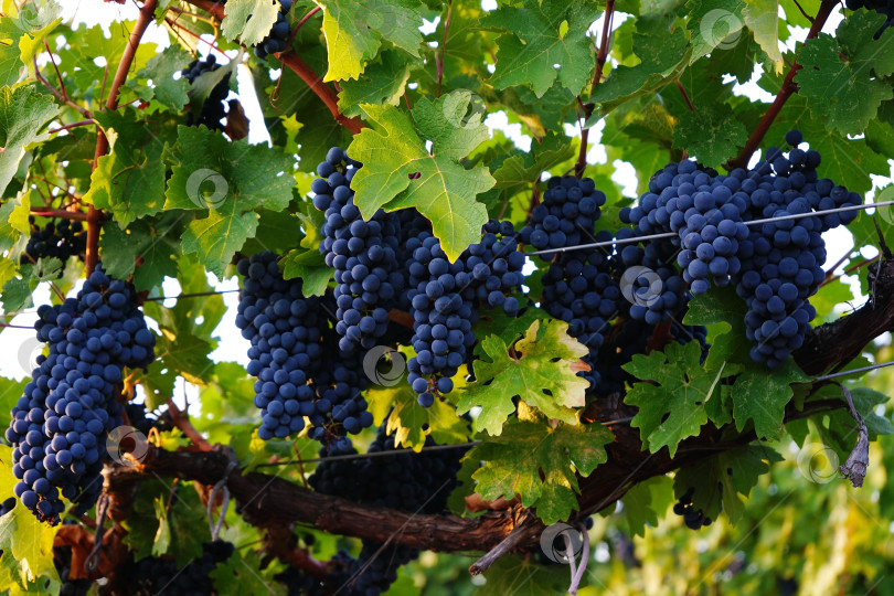 Скачать грозди синего винограда в винограднике фотосток Ozero