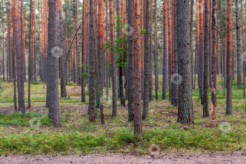 Скачать Красивый весенний сосновый лес с дорожками. фотосток Ozero