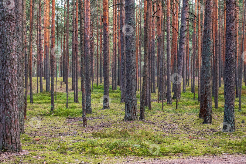 Скачать Красивый весенний сосновый лес с дорожками. фотосток Ozero