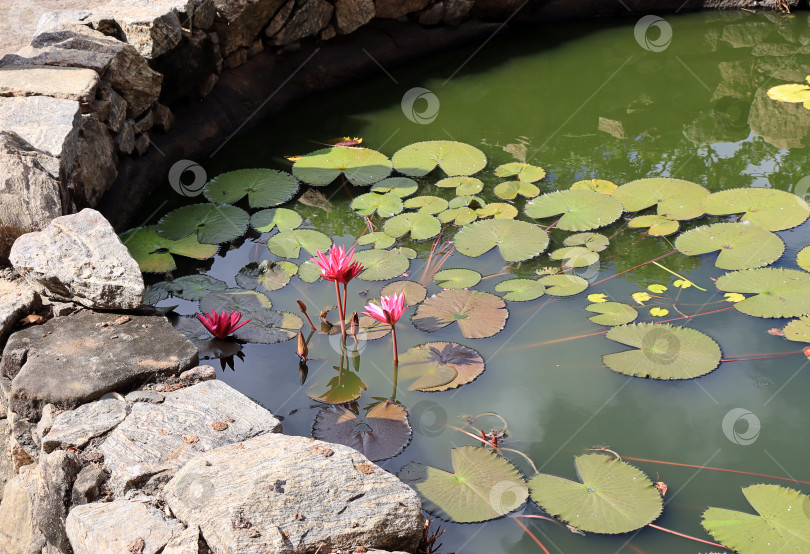 Скачать Цветущие лотосы в искусственном пруду на Шри-Ланке фотосток Ozero