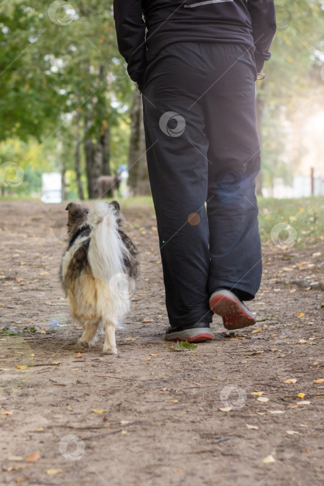 Скачать Мужчина и собака гуляют в осеннем парке фотосток Ozero