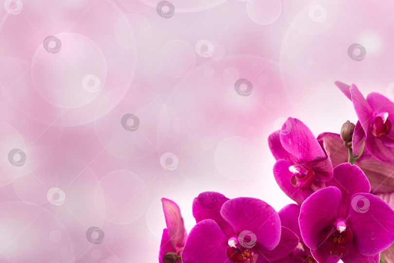 Скачать Фаленопсис на светло-розовом фоне фотосток Ozero