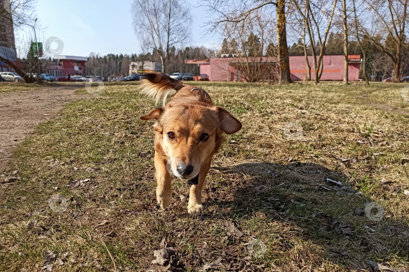 Скачать Маленькая рыжая собачка на зеленой траве крупным планом фотосток Ozero