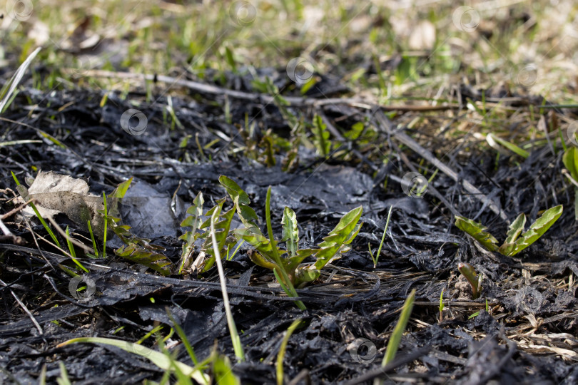 Скачать Черная выгоревшая трава и зеленые листья крупным планом фотосток Ozero