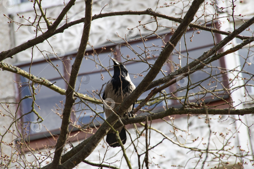 Скачать Ворона в капюшоне на голых ветвях дерева крупным планом фотосток Ozero