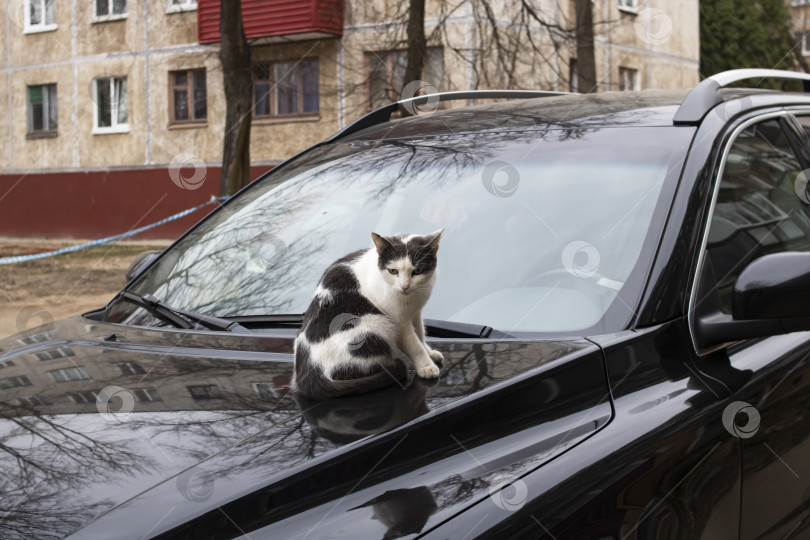 Скачать Черно-белый кот сидит на капоте черного автомобиля фотосток Ozero