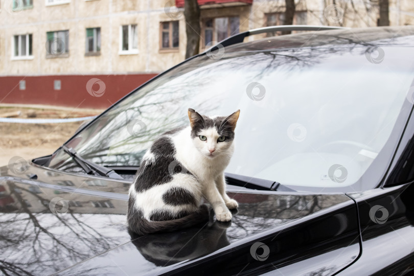 Скачать Черно-белый кот сидит на капоте черного автомобиля фотосток Ozero