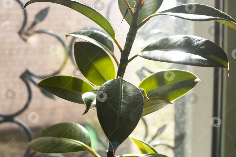 Скачать Зеленые листья домашнего растения на фоне окна фотосток Ozero