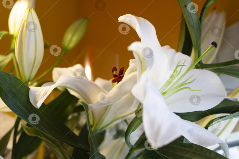 Скачать Белые цветы лилии с зелеными листьями фотосток Ozero