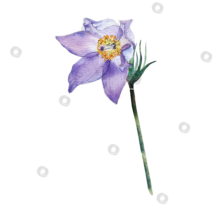 Скачать Сон-трава. Раскрытый цветок сирени, нарисованный акварелью. фотосток Ozero